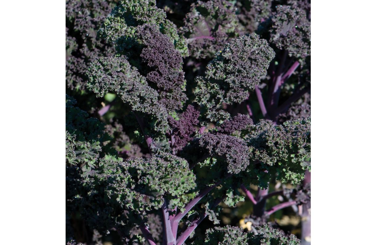 Redbor – Organic Kale Seed